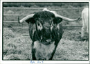 Cattle Hardy with few calving problems. - Vintage Photograph