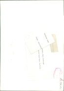 Cattle:Friesians cows - Vintage Photograph