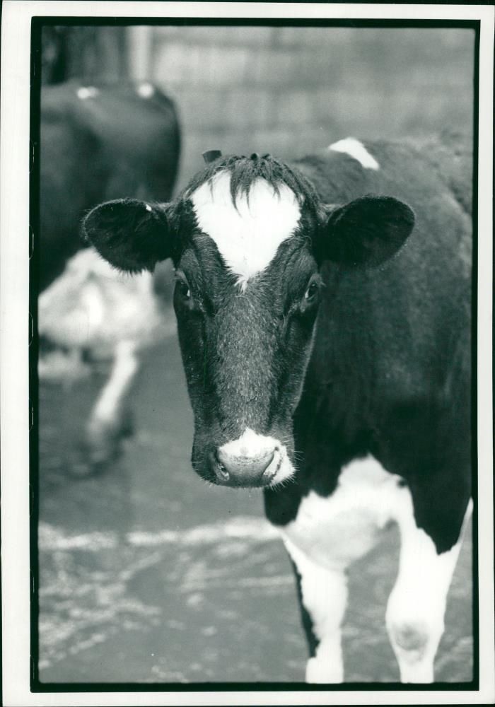 Cattle:Friesians cows - Vintage Photograph