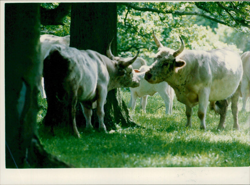 Cattle:Members of the white cattle - Vintage Photograph