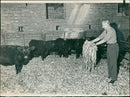 Cattle:A devon farmer with Mr. T Lawson - Vintage Photograph