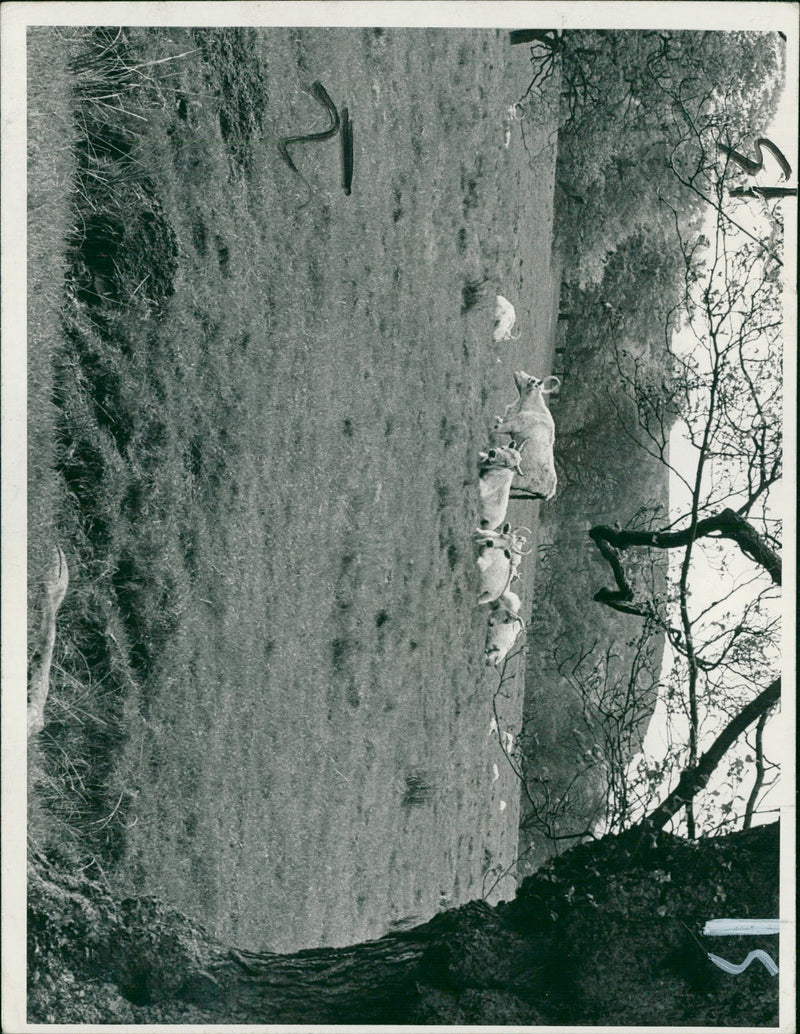 Wild white Cattle. - Vintage Photograph