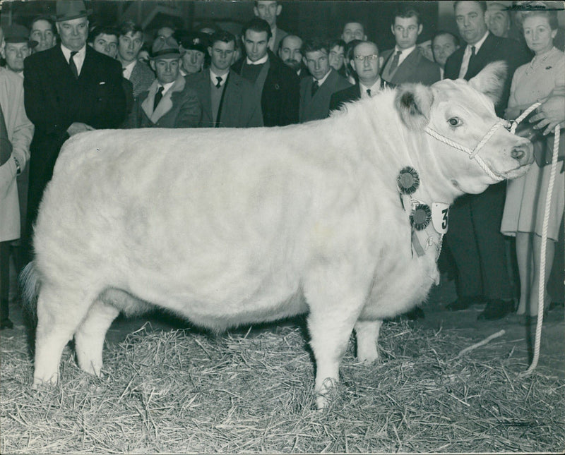 Cattle snow flake 23 month old. - Vintage Photograph