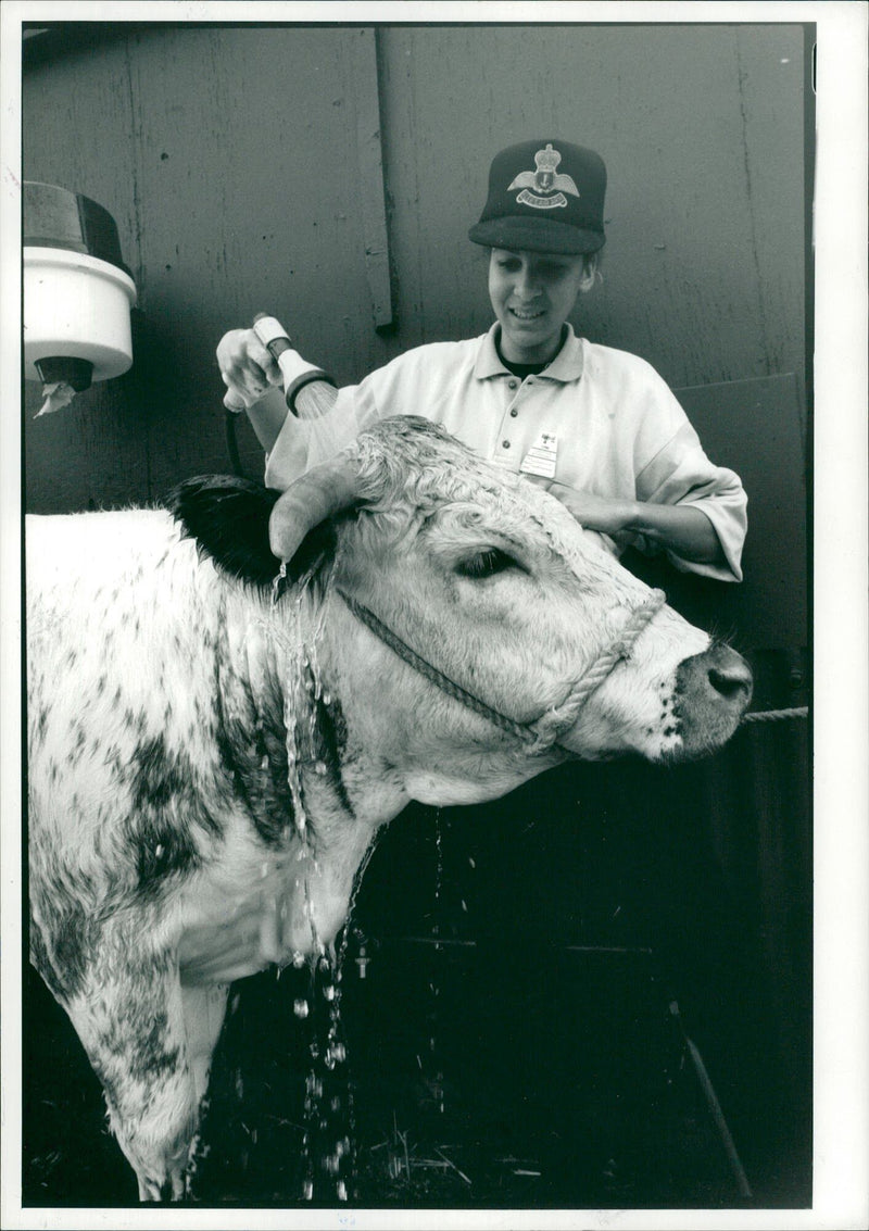 Cattle. - Vintage Photograph