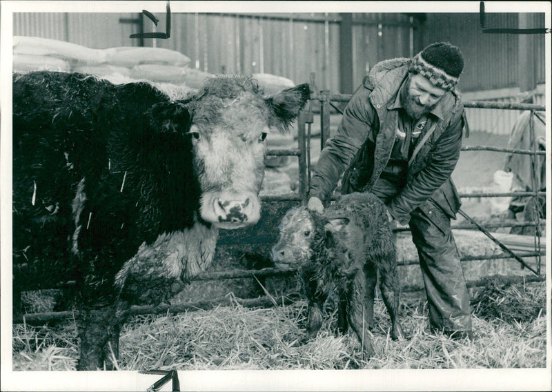 Cattle:Come to barn calf. - Vintage Photograph