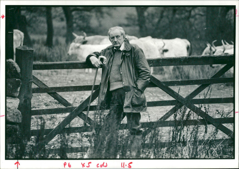 Cattle with lain lindsay. - Vintage Photograph