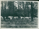 Cattle:Chillingham of white wild cattle. - Vintage Photograph