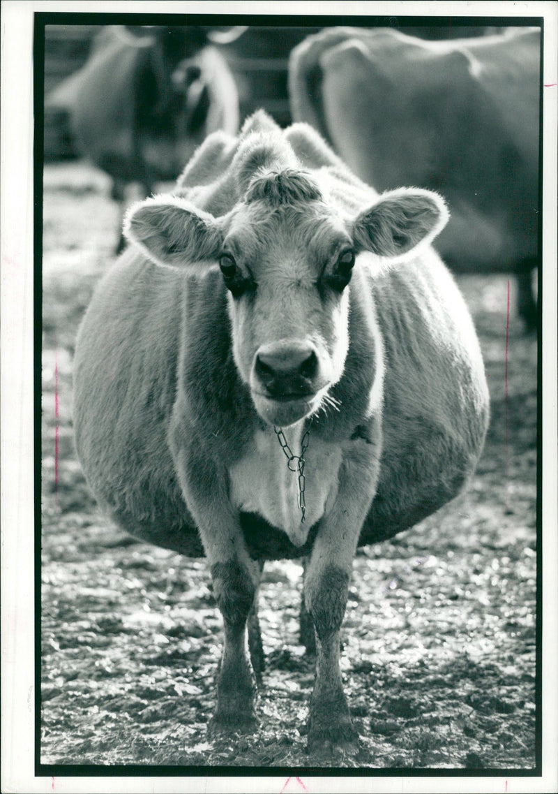 Cattle:Cows enable dung insects - Vintage Photograph