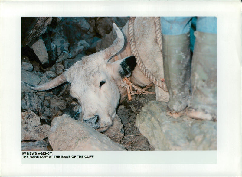 Cattle:Wild white cattle - Vintage Photograph