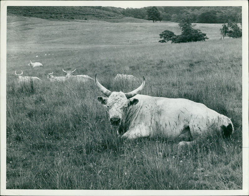 Cattle:Wild white cattle chillingham. - Vintage Photograph