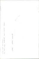 Cattle:Cyril cone. - Vintage Photograph