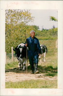 Cattle:Cyril cone. - Vintage Photograph