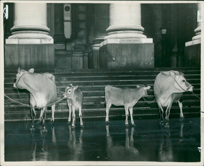 Cattle:Two cows and two calves. - Vintage Photograph