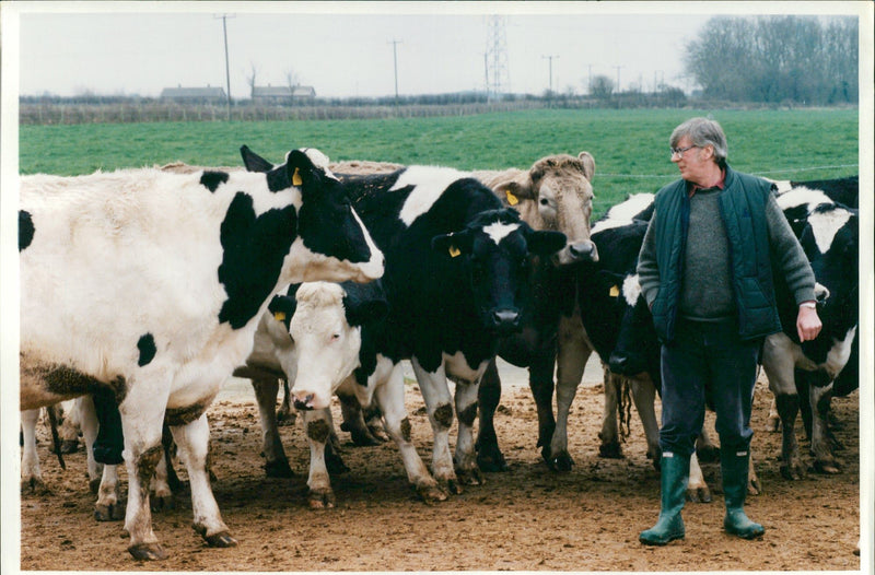 Cattle:experimental farms - Vintage Photograph