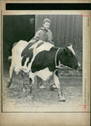 Animal,Cattle: a friestan cow called lady. - Vintage Photograph