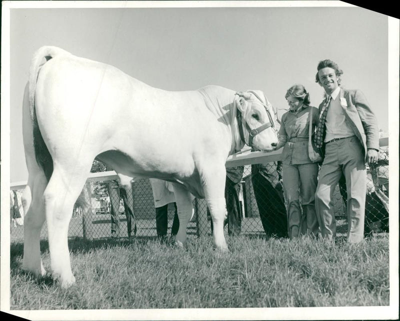 Animal,Cattle: What a load of bull. - Vintage Photograph