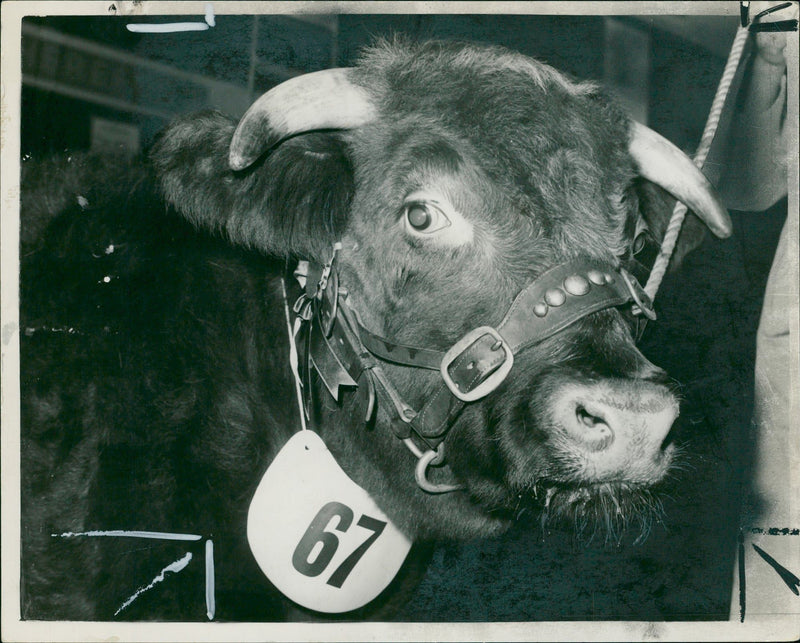 Animal,Cattle: Smithfield show opens. - Vintage Photograph