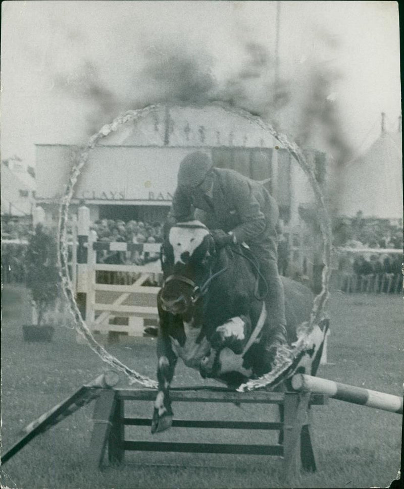 Animal,Cattle: At a two-day show. - Vintage Photograph