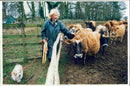 Animal,Cattle: Mrs Brian Robinson with her pedigree herd. - Vintage Photograph