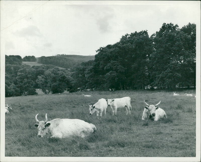 Animal,Cattle: Wild White Cattle. - Vintage Photograph