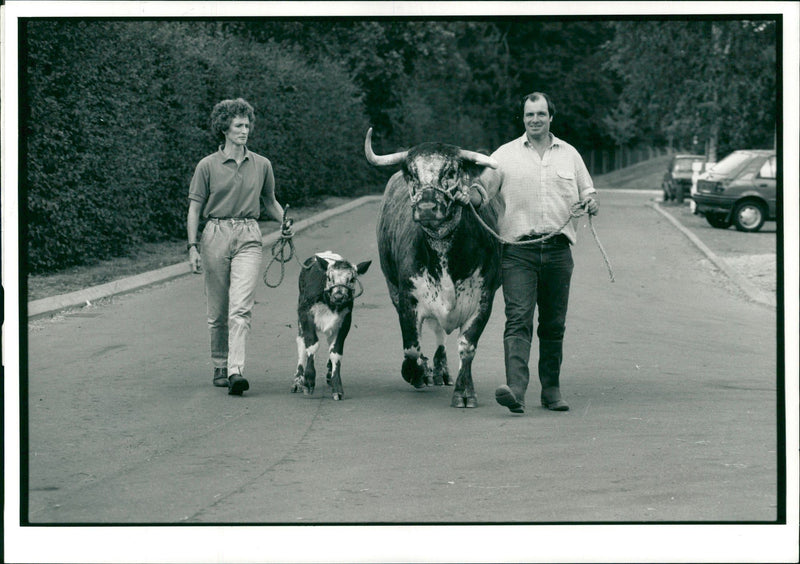 Animal,Cattle: Rare breeds show. - Vintage Photograph