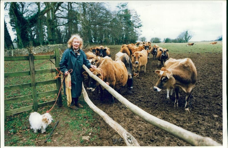 Animal,Cattle: Mrs Brian Robinson  with her pedigree herd. - Vintage Photograph