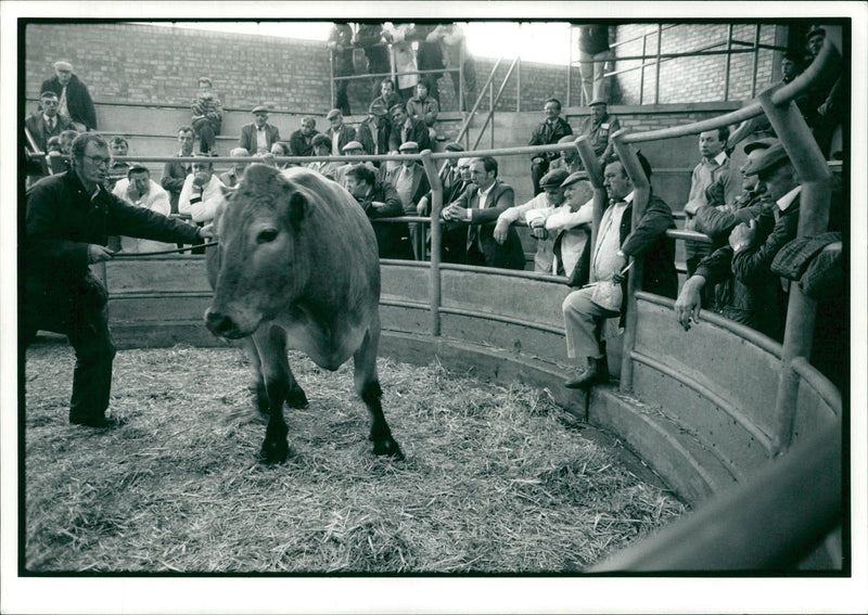 Animal,Cattle: Some men looking at a cow. - Vintage Photograph