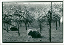 Animal,Cattle. - Vintage Photograph