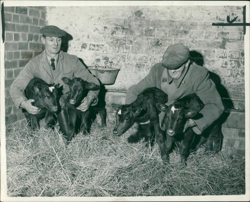 Animal,Cattle: Eena, Meena, Mina and Mo. - Vintage Photograph