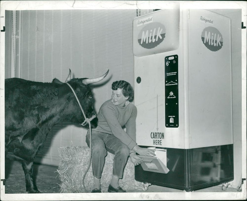 Animal,Cattle: Producer views product. - Vintage Photograph