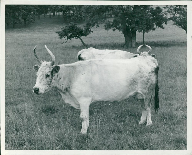 Animal,Cattle: Wild White Cattle. - Vintage Photograph