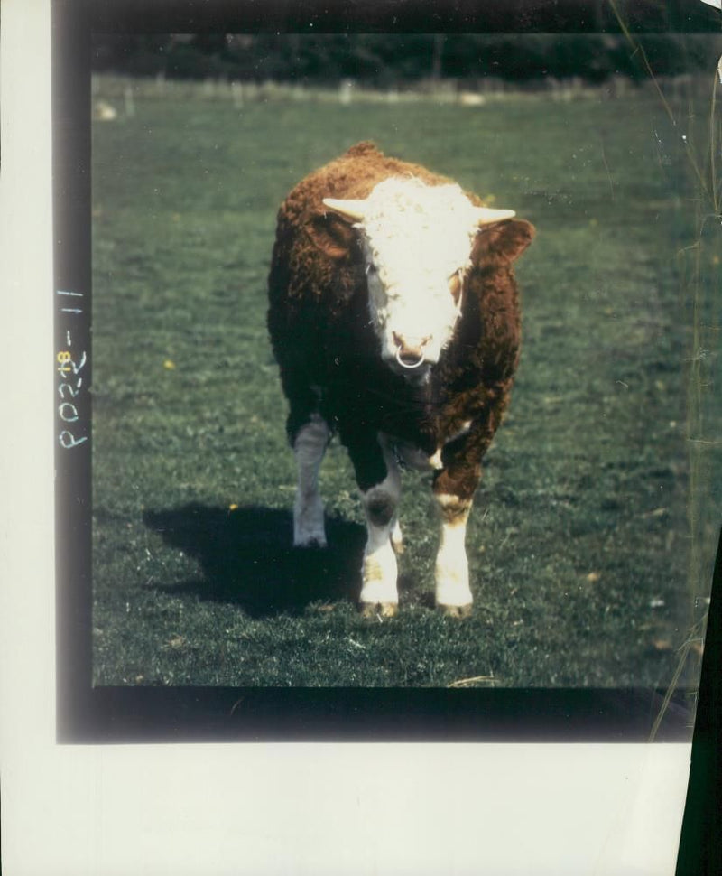 Animal,Cattle. - Vintage Photograph