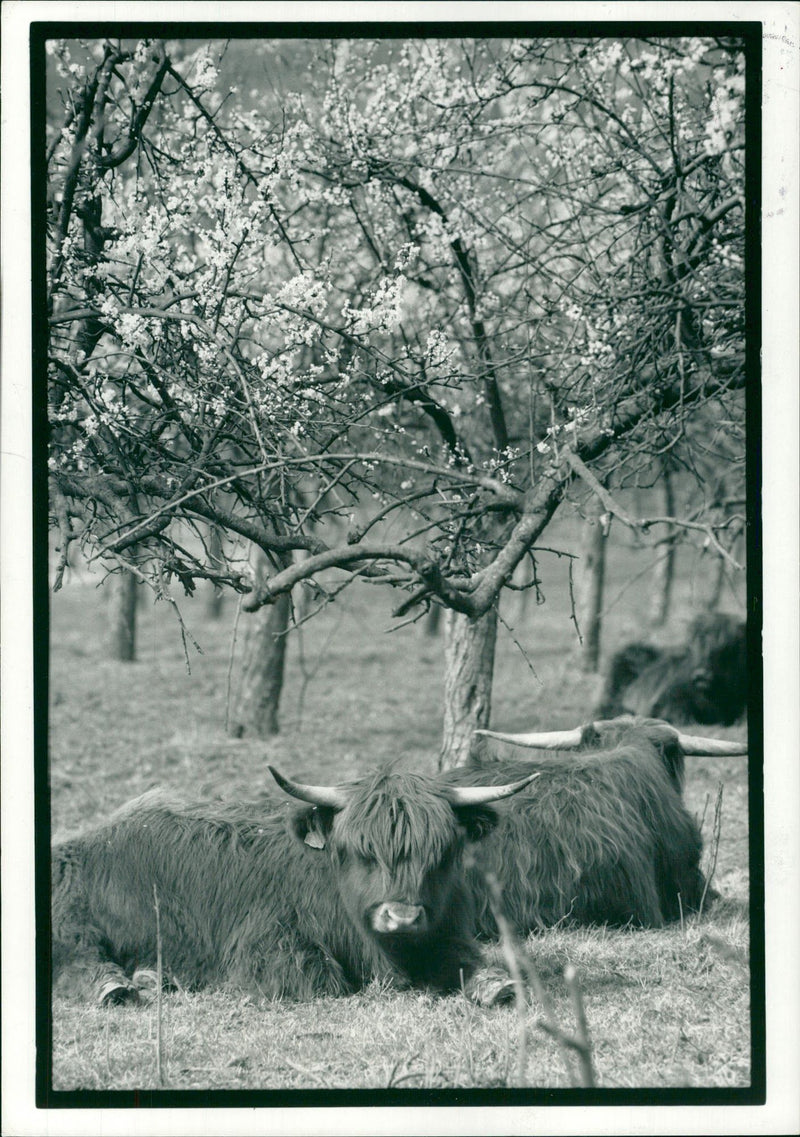 Animal,Cattle: Highland cattle. - Vintage Photograph