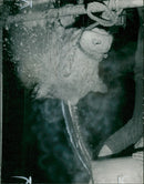 Animal,Cattle: Merryman's Starlight. - Vintage Photograph