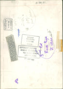 Animal,Cattle: Calf love. - Vintage Photograph