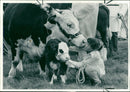 Animal,Cattle: Calf love. - Vintage Photograph