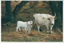 Animal,Cattle: Wild Cattle. - Vintage Photograph