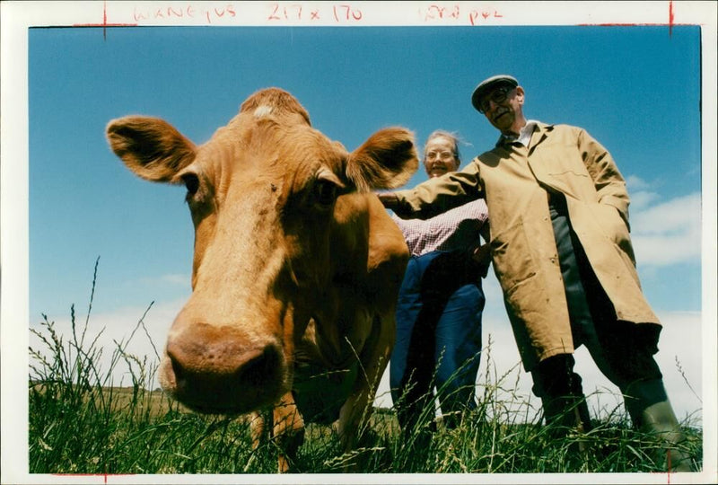 Animal,Cattle: Leonard and Heather Negus and a Guernsey cow called Day Dream. - Vintage Photograph