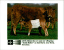 Animal,Cattle: Helen the cow and her offspring. - Vintage Photograph