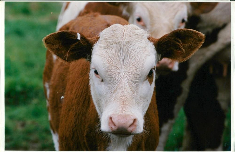 Animal,Cattle. - Vintage Photograph