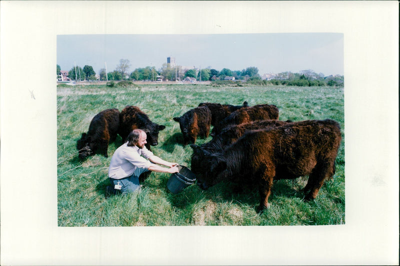 Animal,Cattle: Galloway Cattle. - Vintage Photograph