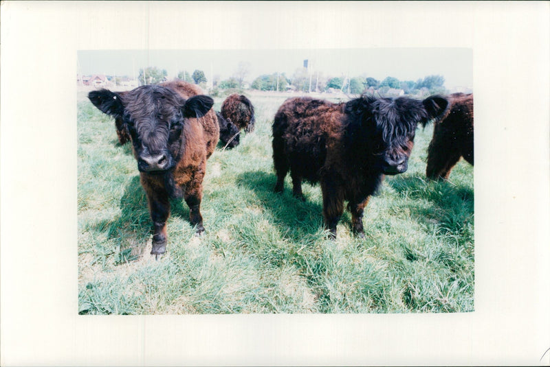 Animal,Cattle: Galloway Cattle. - Vintage Photograph