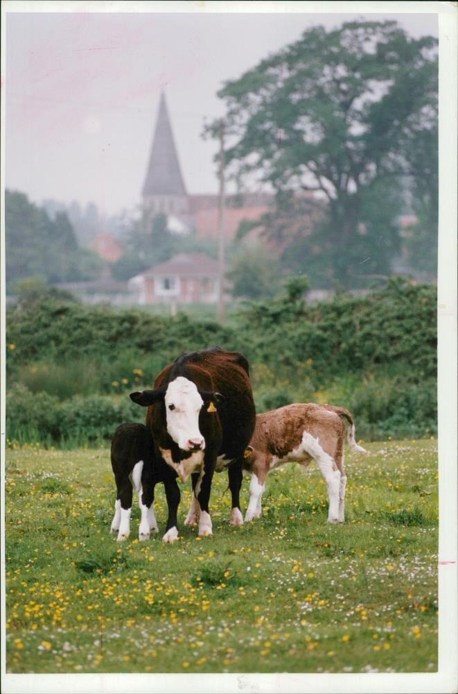 Animal,Cattle exercise their rights. - Vintage Photograph