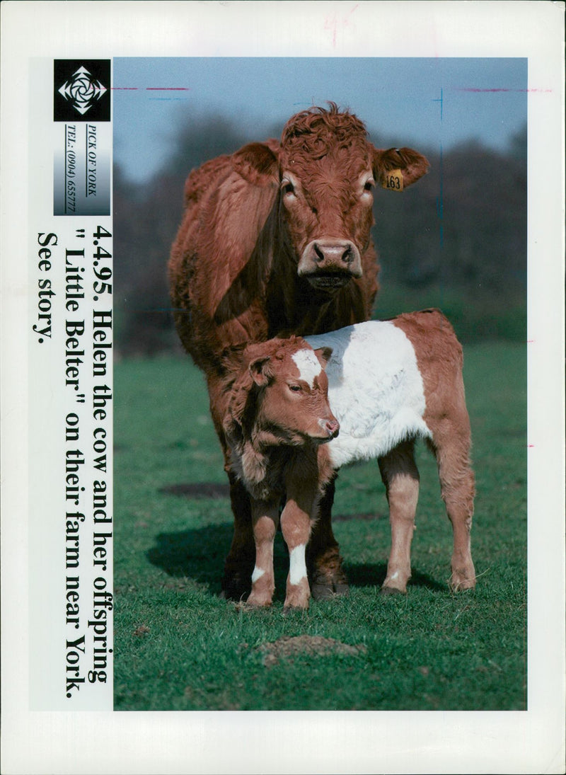 Animal,Cattle: Helen the cow and her offspring. - Vintage Photograph