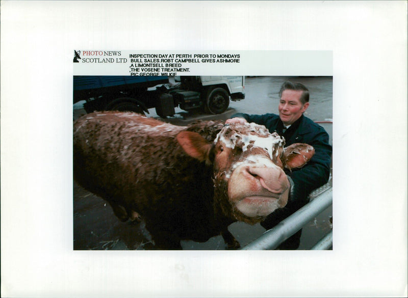 Animal,Cattle:A limontsell breed. - Vintage Photograph