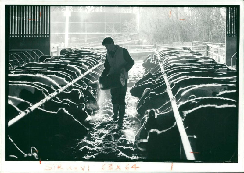 Animal,Cattle: Healthy cows. - Vintage Photograph