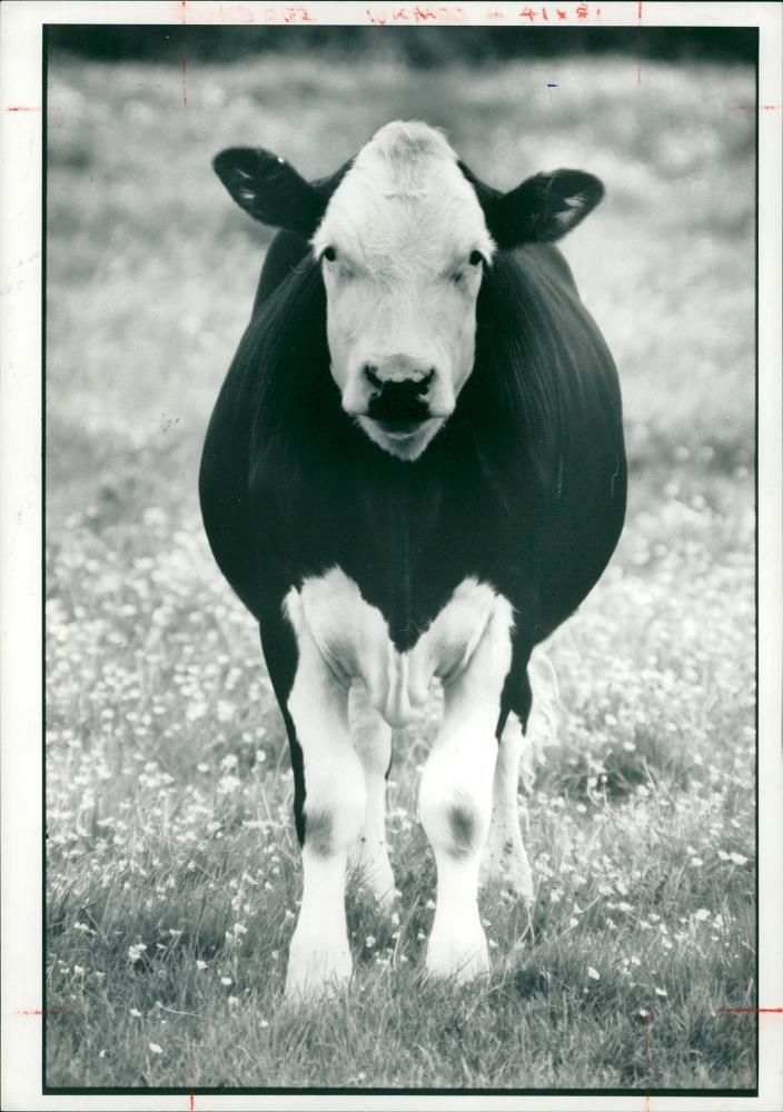 Animal,Cattle. - Vintage Photograph