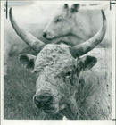 Animal,Cattle: Last King Bull. - Vintage Photograph