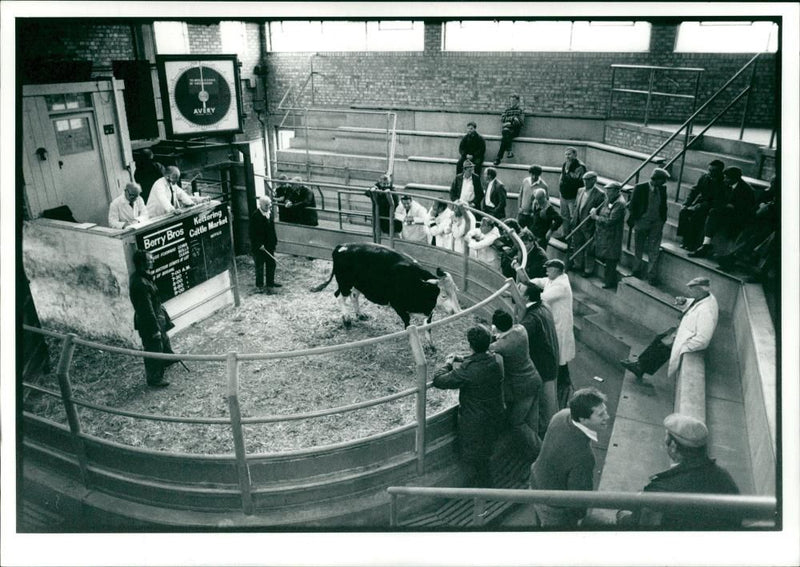 Animal,Cattle: Some men looking at a cow. - Vintage Photograph