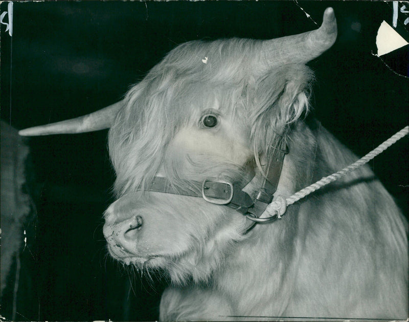 Animal,Cattle: Two Highland steers. - Vintage Photograph